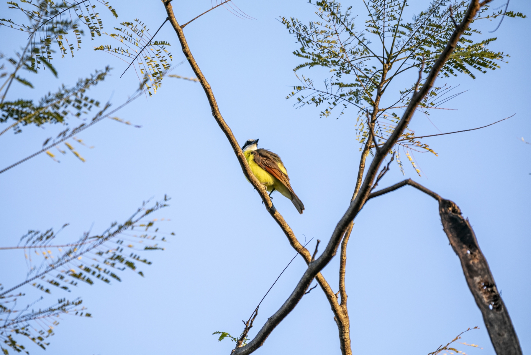Yellow Fly Catcher, Liberia, Costa Rica